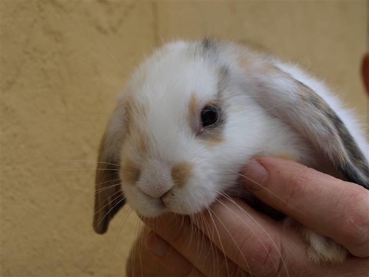 Mine kanin unger - Han er bare så køn og dejlig, jeg kan slet ikke stå for ham.  Ham har min datter beholdt. billede 4