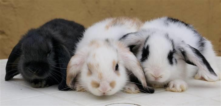 Mine kanin unger - Alle tre på rad og række, de er 5 uger og bare så nuttede billede 5