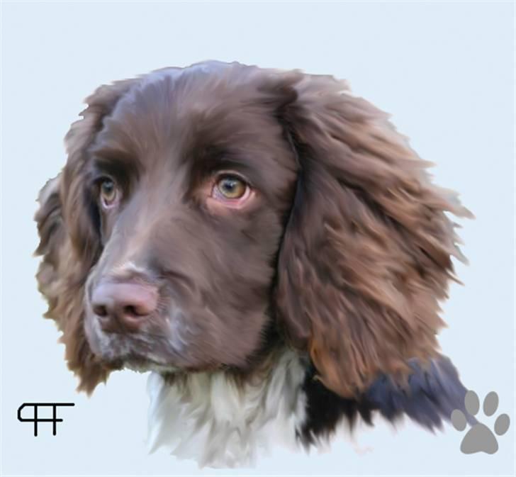 Tegninger af andres hunde - Field Trial spaniel Thorcallesens Ea. billede 133
