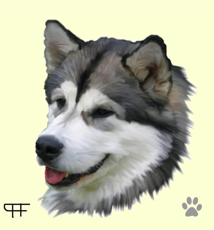 Tegninger af andres hunde - Alaskan malamute Bondit. billede 134
