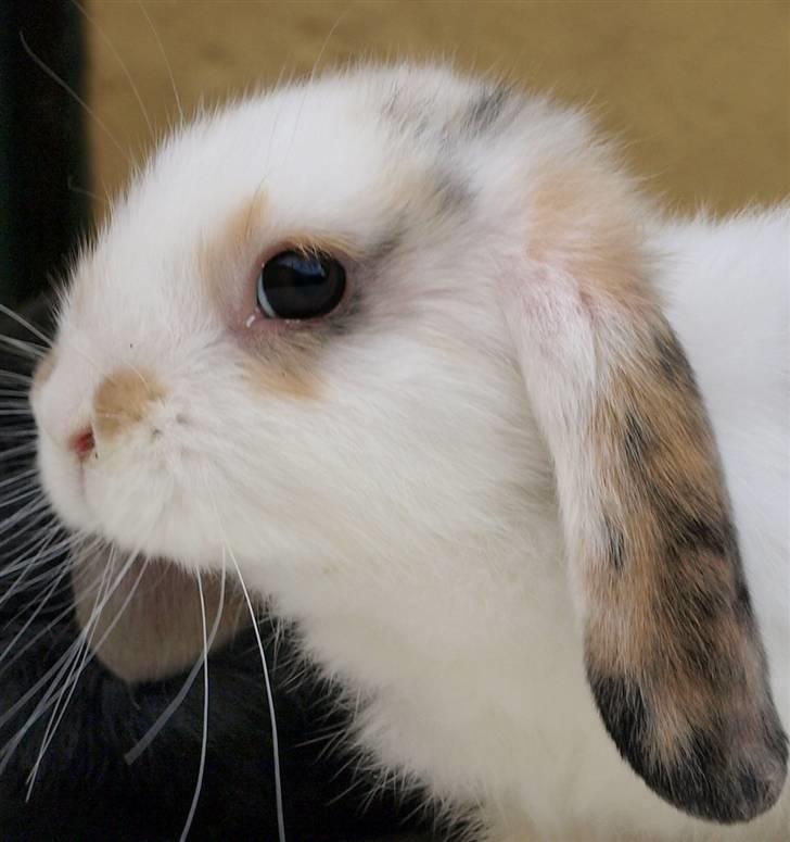 Mine kanin unger - Han er bare så nuttet.... billede 6