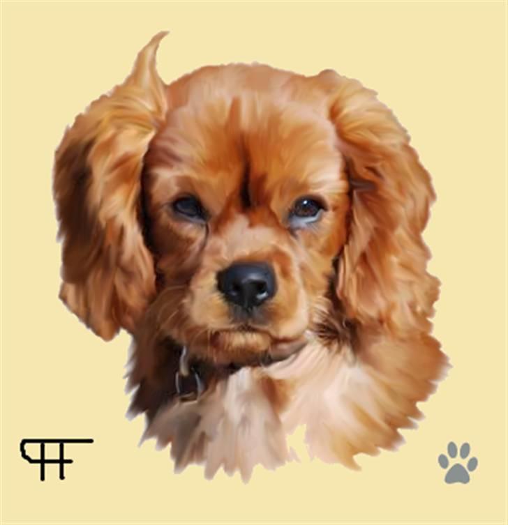 Tegninger af andres hunde - Cavalier king charles spaniel Emma. billede 136