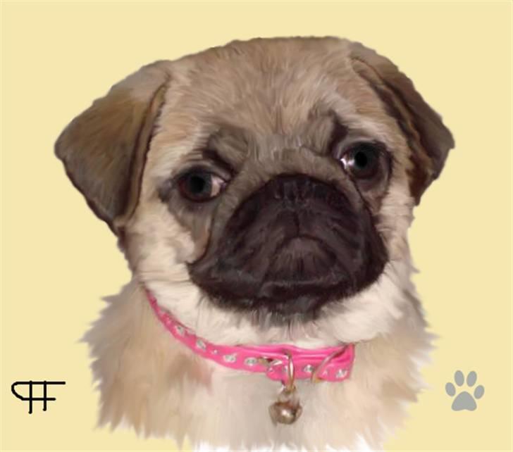 Tegninger af andres hunde - Mops Gucci. billede 137