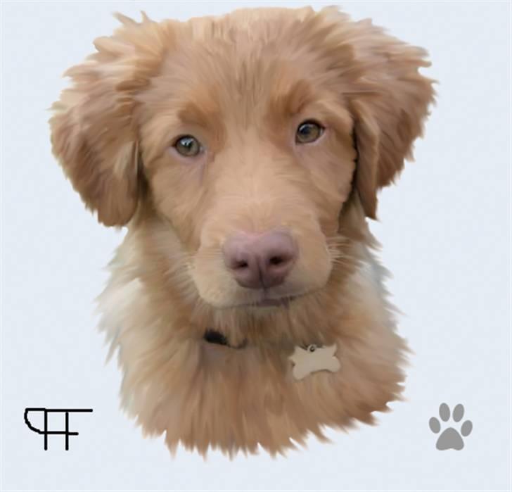 Tegninger af andres hunde - Nova scotia duck tolling retriever Akela. billede 138