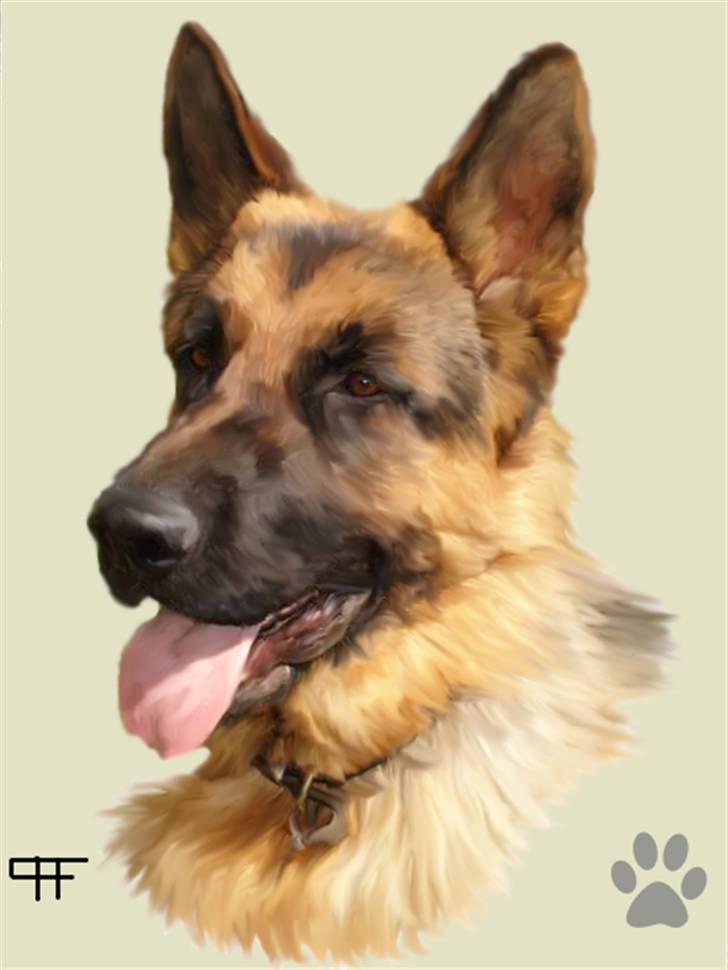 Tegninger af andres hunde - Schæferhund Chijas Zacco (Willy) . billede 139