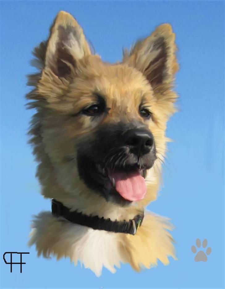 Tegninger af andres hunde - Islandsk fårehund Brusi. billede 140