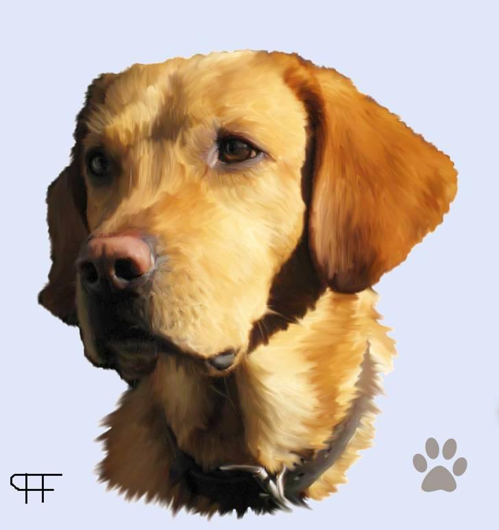 Tegninger af andres hunde - Labrador retriever Hjalte. billede 141