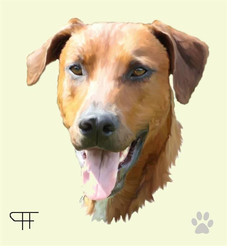Tegninger af andres hunde - Blanding af racer Kenzo. billede 142