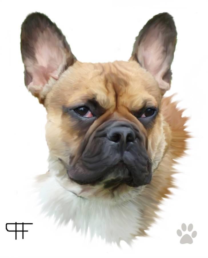 Tegninger af andres hunde - Fransk bulldog Hector. billede 143
