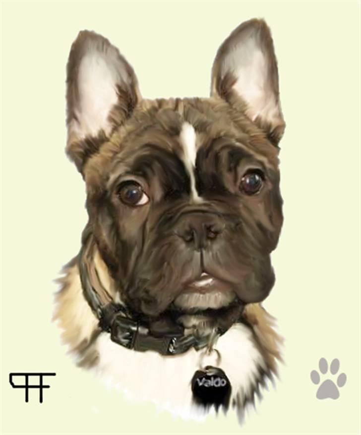 Tegninger af andres hunde - Fransk bulldog Valdo. billede 145