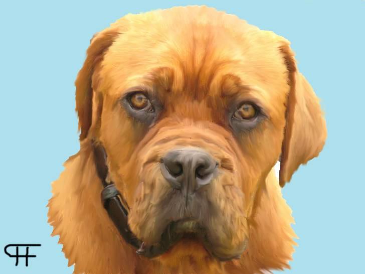 Tegninger af andres hunde - Dogue de bordeaux Killer (Kihla) billede 146