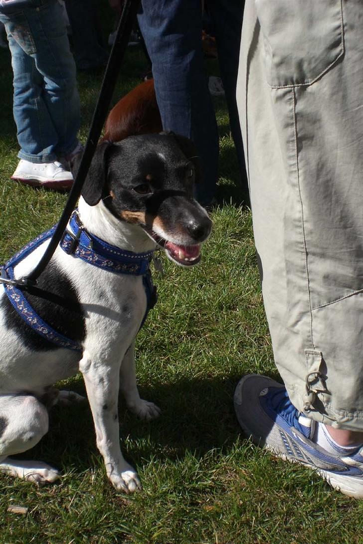 Danmarks sødeste hund i Aalborg - Eddie mand, har det lidt varmt. billede 2