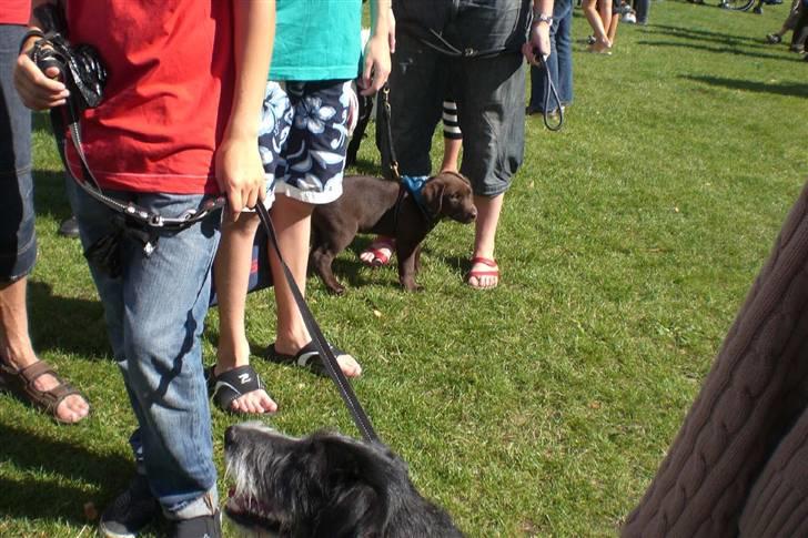 Danmarks sødeste hund i Aalborg - Sofus den lille brune steg venter på at komme for dommeren. billede 3