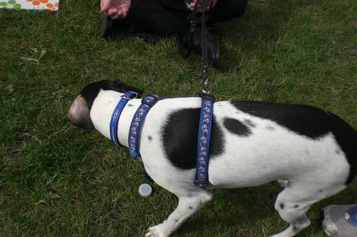 Danmarks sødeste hund i Aalborg - Det gad Eddie ik rigtig, og så smider dommeren vandet efter ham, og så ser man sådan ud, helt krøllet sammen. billede 8