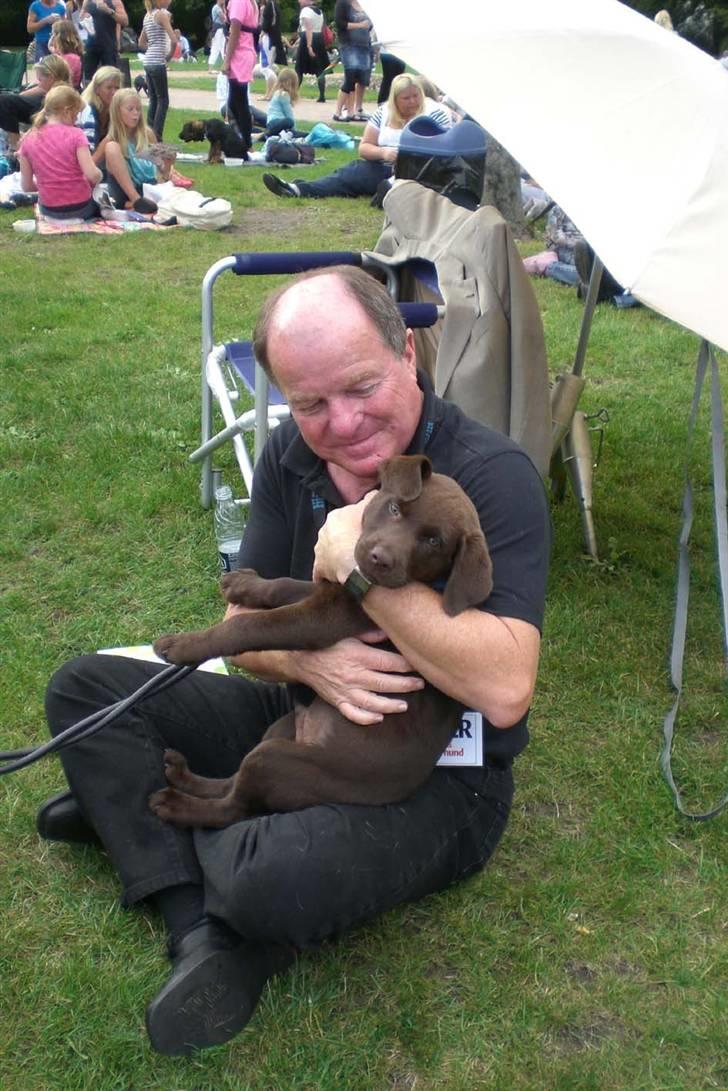Danmarks sødeste hund i Aalborg - Sofus den lille chokofant, jeg ka da ik forstå dommeren syntes du sku videre. billede 12