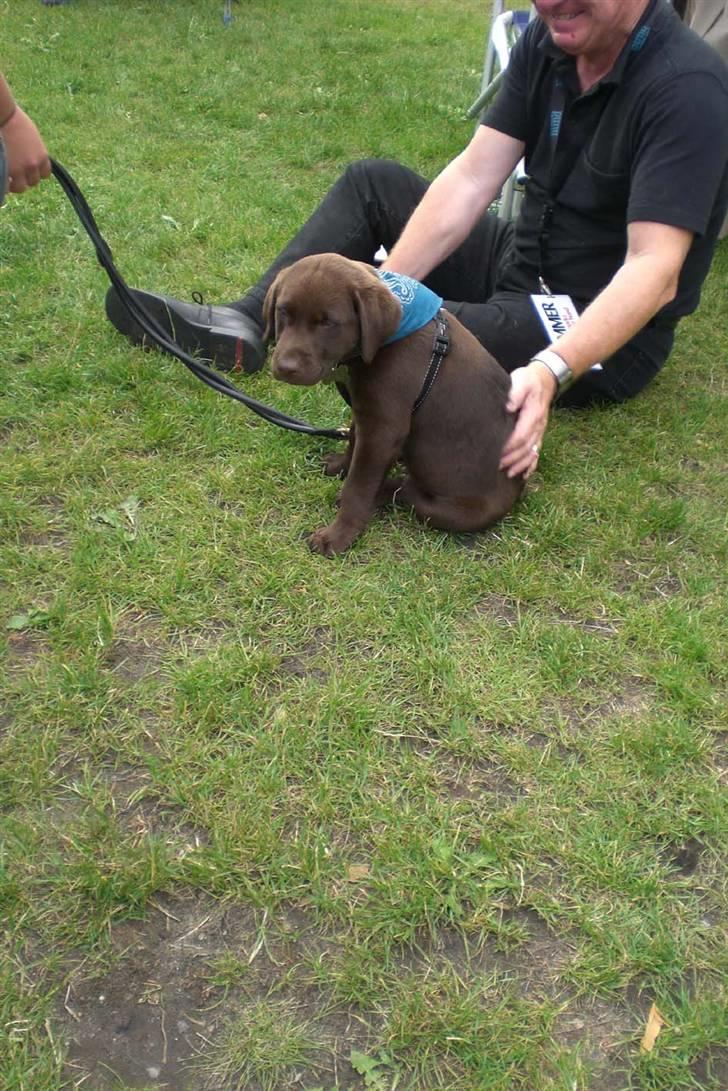 Danmarks sødeste hund i Aalborg billede 13