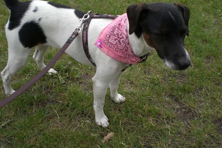 Danmarks sødeste hund i Aalborg billede 17
