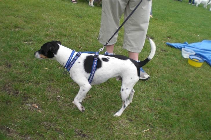 Danmarks sødeste hund i Aalborg billede 18