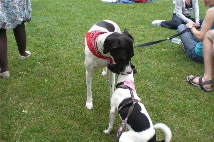 Danmarks sødeste hund i Aalborg - Den vil også snakke med mig. billede 20