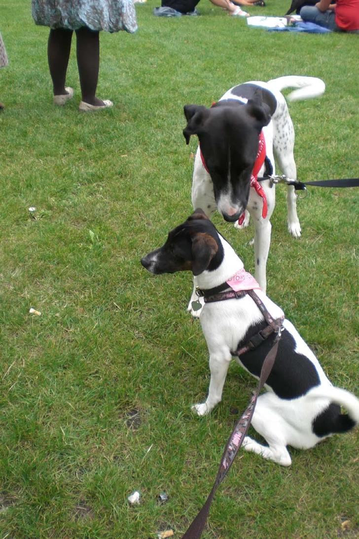 Danmarks sødeste hund i Aalborg billede 21