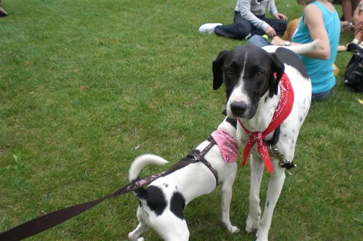 Danmarks sødeste hund i Aalborg - Så vil jeg også li tjecke den bagi. billede 23