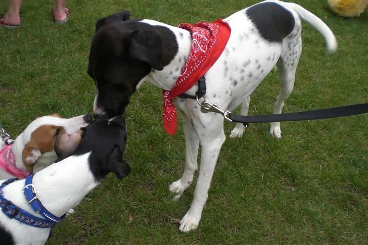 Danmarks sødeste hund i Aalborg - Så får den pysser af Maggie og Eddie. billede 26