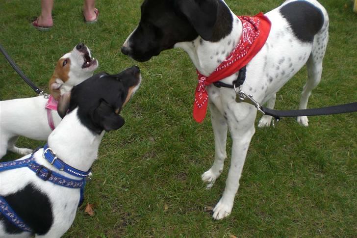 Danmarks sødeste hund i Aalborg - Læg så li mærke til Maggie, nu ska hun nok li sig den en ting eller to. billede 27