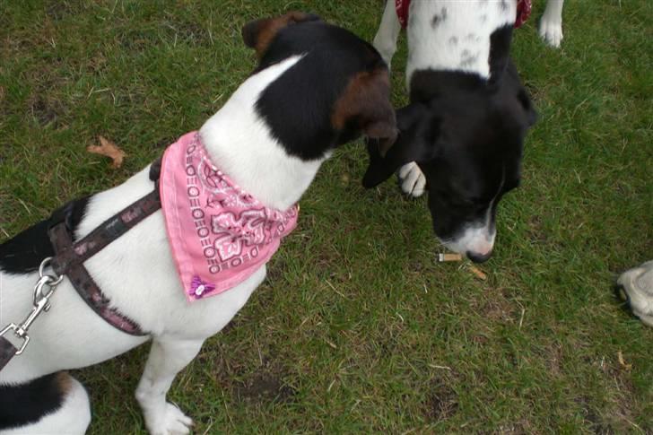 Danmarks sødeste hund i Aalborg billede 29