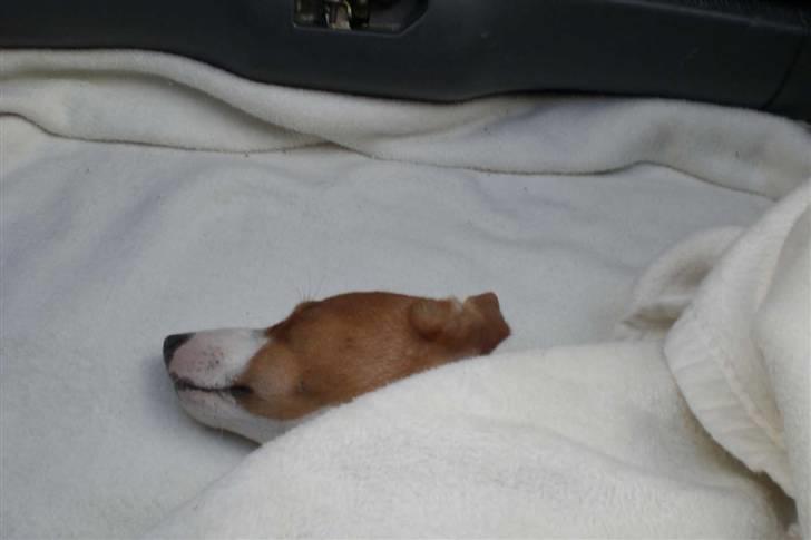 Danmarks sødeste hund i Aalborg - Ja her ligger Maggie, hun har fået tæppe på af Jackie. Meget sødt. billede 34