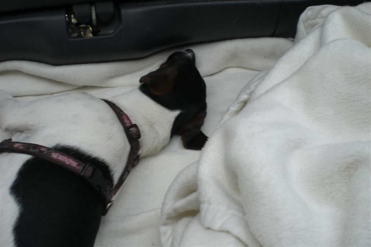 Danmarks sødeste hund i Aalborg - Jackie sover langt om længe, efter at ha skrabet tæppet til højre sammen.
Og under tæppet ligger Maggie altså, jeg tror på at Maggie har haft det varmt der under. billede 35