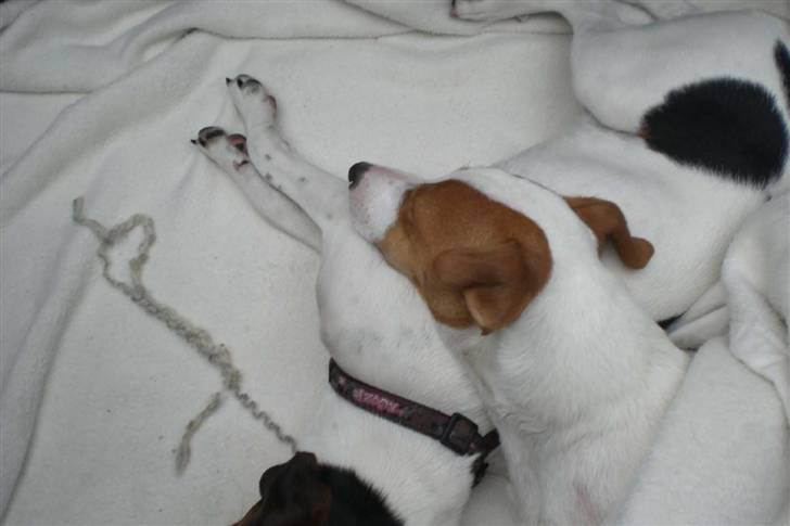 Danmarks sødeste hund i Aalborg - Maggie ligger nu med sit hoved på Jackie's mave, det var nok for varmt under tæppet. billede 38