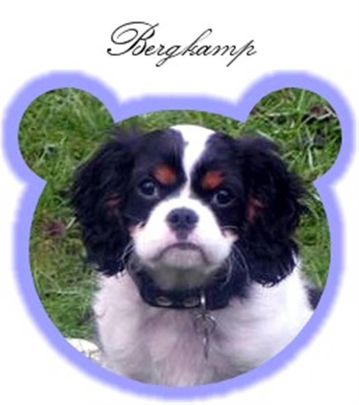 Hvalpe-billeder - 4 måneder. billede 10