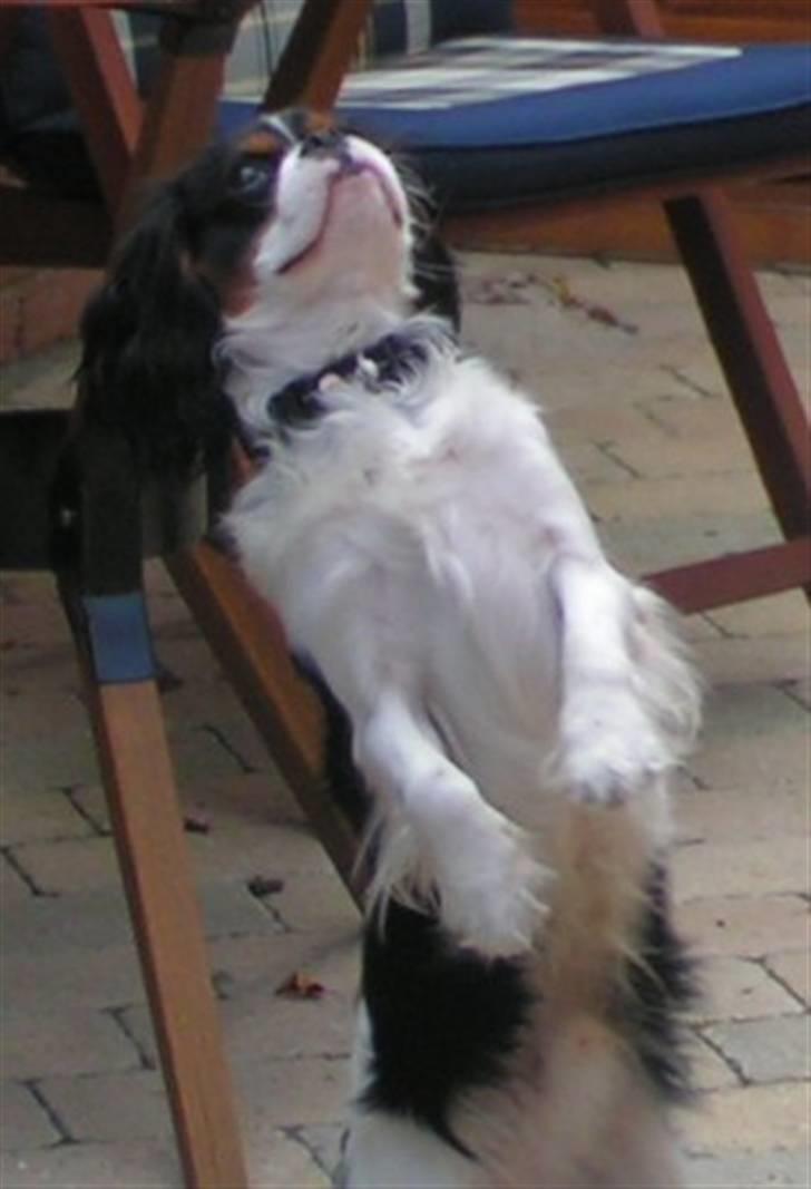 Hvalpe-billeder - Jeg er såååååå stor! billede 12