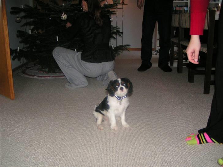 Hvalpe-billeder - Min første jul....
3 måneder gammel. billede 7