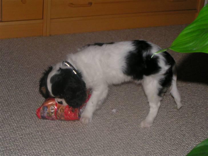 Hvalpe-billeder - Min første pakke... bestemt ikke den sidste. ;0) billede 8