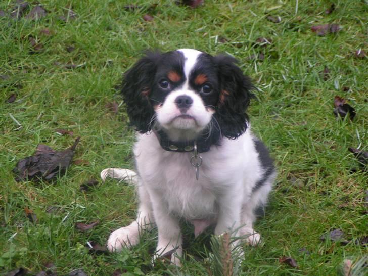 Hvalpe-billeder - 4 måneder billede 9