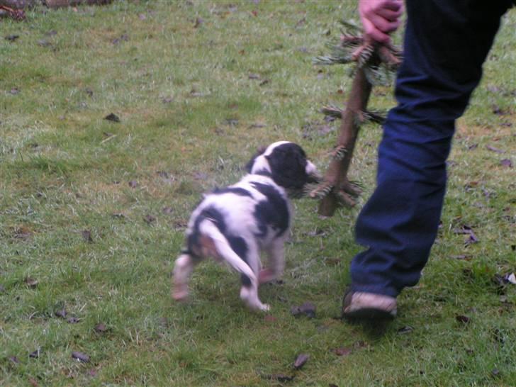 Hvalpe-billeder - 5 måneder.. det er januar og juletræet blev savet i stykker... jubiiii!!! billede 11