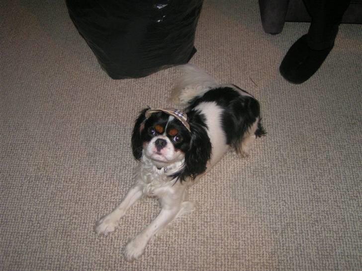 Hvalpe-billeder - 1 år og 3 måneder. Her er jeg ældre, mor har givet mig en kasket i julegave. billede 13