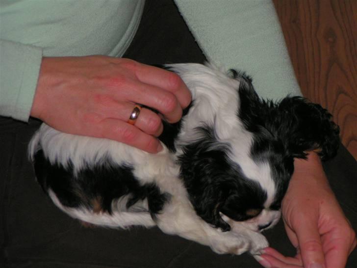 Hvalpe-billeder - 2 ½ måneder gammel på mormors skød. billede 3