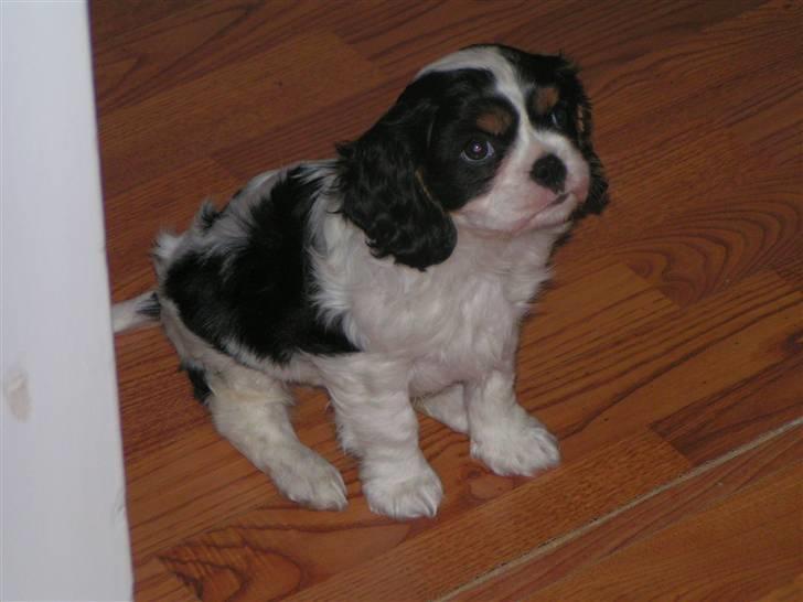 Hvalpe-billeder - 2 ½ måneder gammel. billede 4