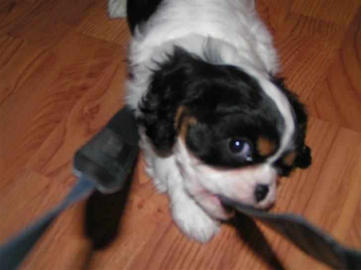 Hvalpe-billeder - 2 ½ måned og fræk...!! billede 6