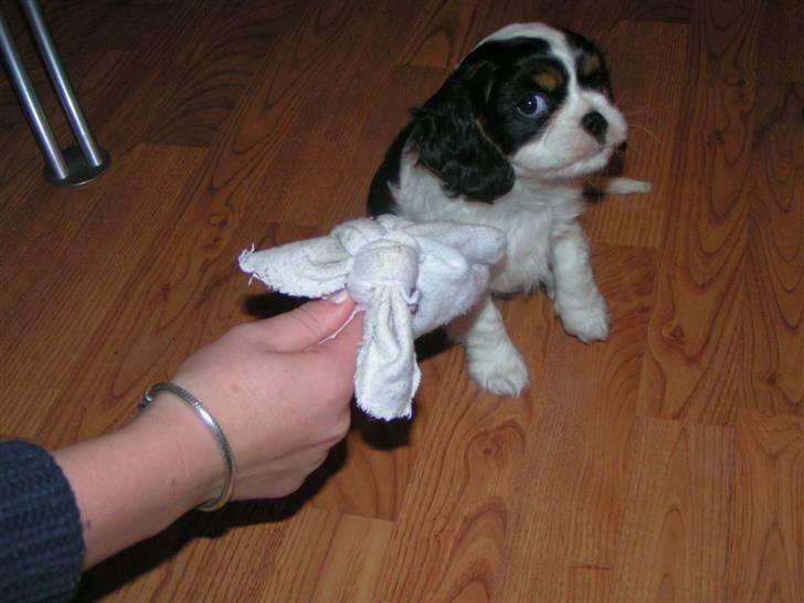 Hvalpe-billeder - Hvad er nu det?! Hive i sok?? Ah... det tror jeg vist ikke!! billede 5