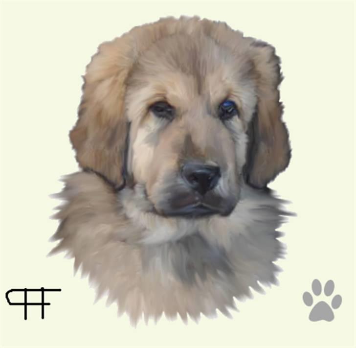 Tegninger af andres hunde - Tibetansk mastiff Monty. billede 149