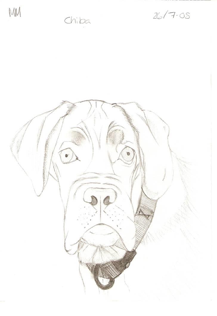 Tegnede Hunde - Chiba billede 1