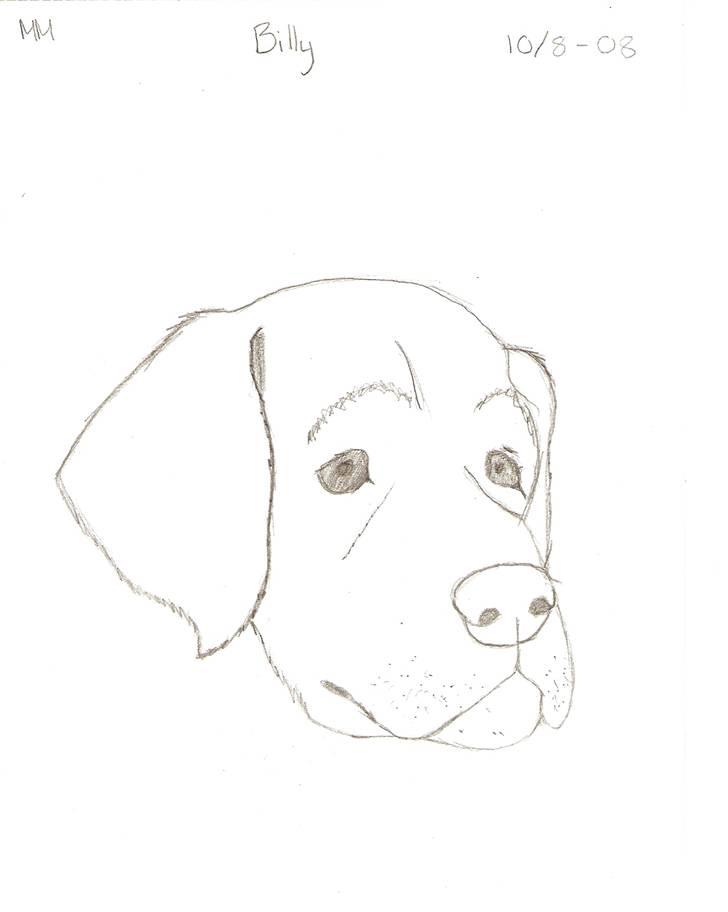 Tegnede Hunde - Billy billede 9