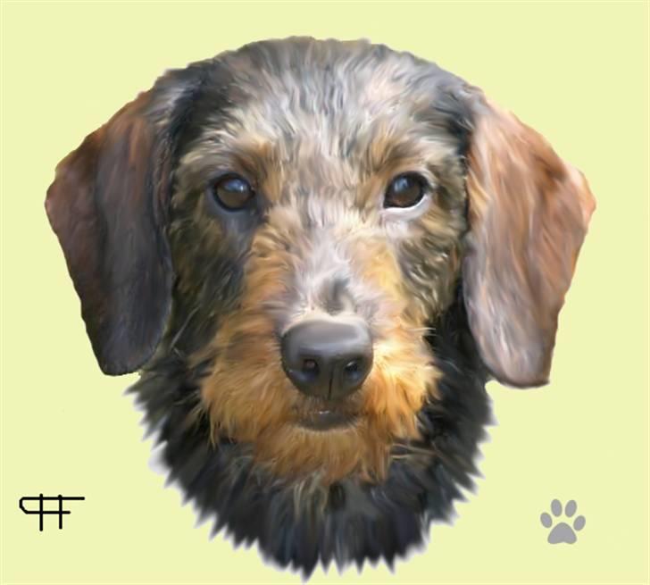 Tegninger af andres hunde - Gravhund Sisse. billede 151