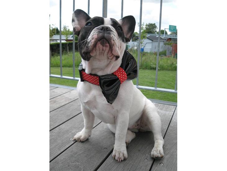 {{currentPhoto.altText}} billede {{currentPhoto.number}}