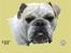 Tegninger af andres hunde - Engelsk bulldog Bertha.