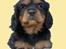 Tegninger af andres hunde - Cavalier king charles spaniel Vildas Max.