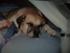 Billeder af Max *R.I.P*